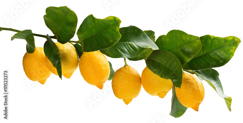 A few lemons on the branch.