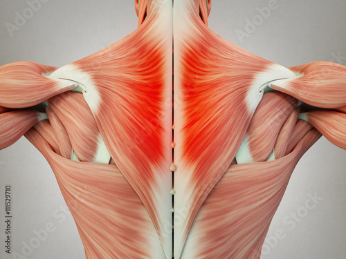 Human anatomy torso back muscles, pain. 3D Illustration.