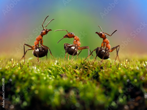 Three ant. Conflict, ants fight. Conceptually - dialogue, conversation, meeting, showdown, difficult negotiations. Beautiful rainbow background. Ants large, raised abdomens 