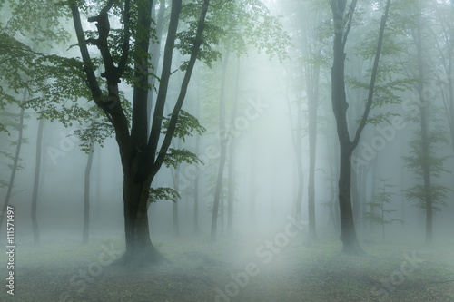 Heavy low fog into the forest. Light from above