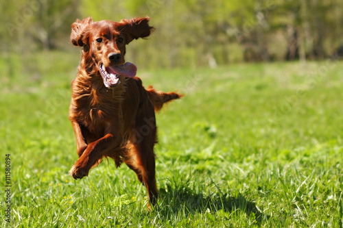 lucky dog Irish setter playing