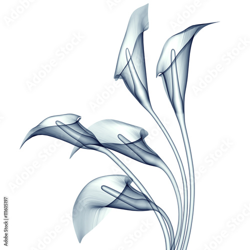 x-ray image of a flower isolated on white , the calla lilly