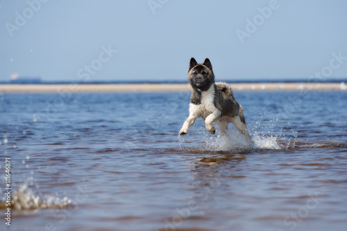 american akita dog running on water
