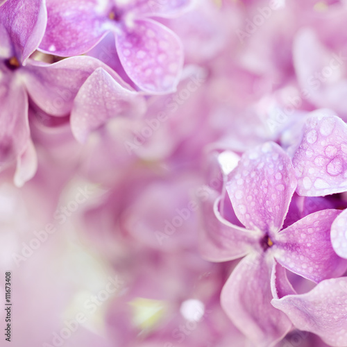 Macro image of spring soft violet lilac flowers with water drops, natural seasonal floral background. Can be used as holiday card with copy space.
