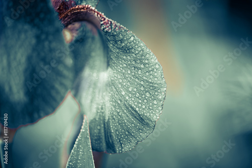 iris flower leaf with rain drops at abstract background