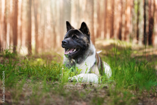 american akita dog in the forst
