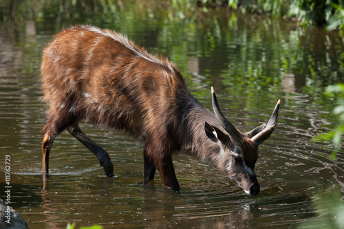 Forest sitatunga (Tragelaphus spekii gratus).