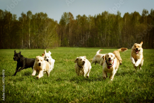 large group of dogs Golden retrievers running