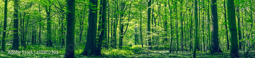 Green forest panorama scenery