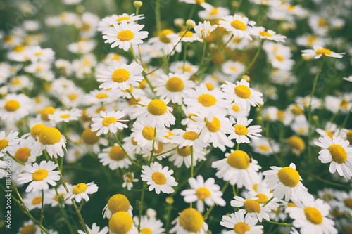 Chamomile flowers in garden. Retro effect