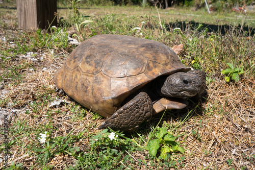 Gopher Tortoise