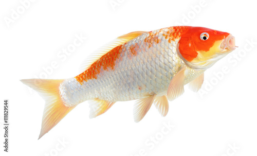 Koi fish isolated on the white background