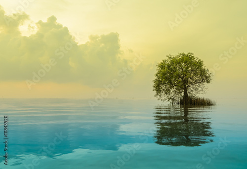 Scenic view of lonely mangrove apple with reflection in the sea. Yellow and blue tone color image