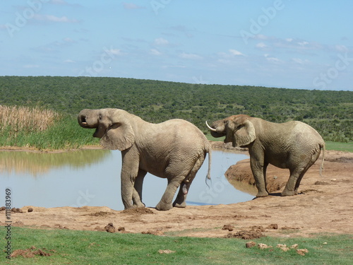Dwa słonie z trąbami do góry przy wodopoju
