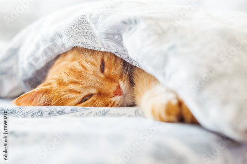 Cute ginger cat lying in bed under a blanket. Fluffy pet comfortably settled to sleep. Cozy home background with funny pet.