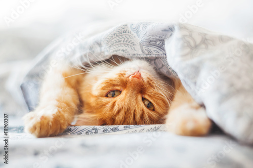 Cute ginger cat lying in bed under a blanket. Fluffy pet comfortably settled to sleep. Cozy home background with funny pet.