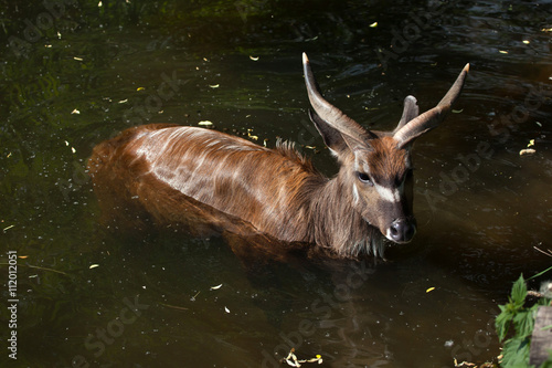 Forest sitatunga (Tragelaphus spekii gratus).