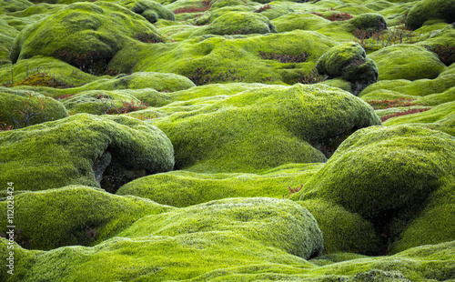 Iceland lava field covered with green moss