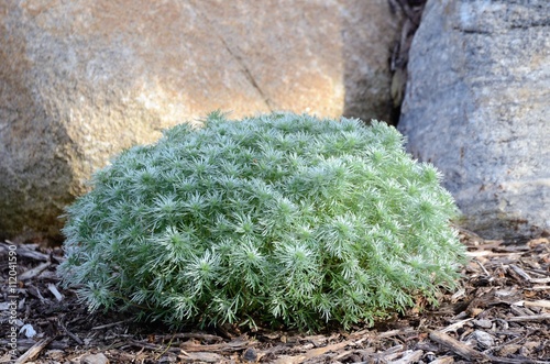 Silver Mound Artemisia