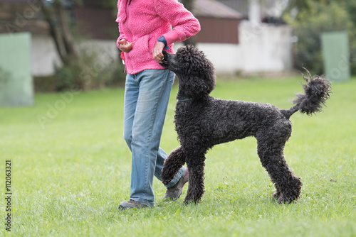 Königspudel - Großpudel beim Hundesport