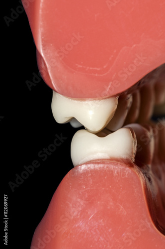 molars teeth dental occlusion