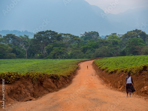 piantagione di tè in Malawi 