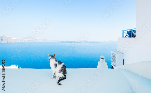 Cat against blue sky and sea in Santorini island, Oia, Greece
