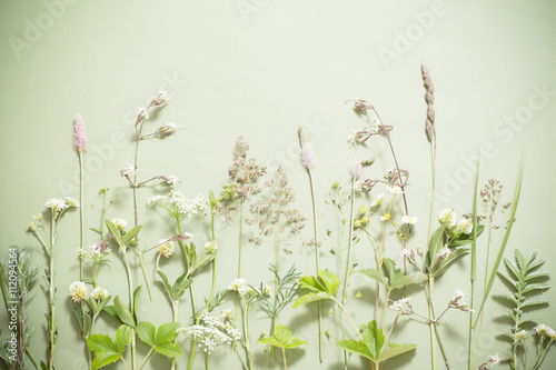 plants on green background
