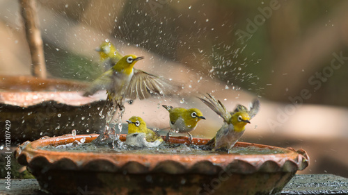 Cute birds bathe in a small pot