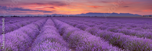 Wschód słońca nad polami lawendy w Provence, Francja