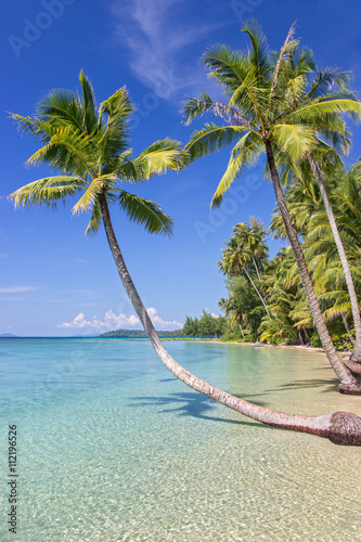 coast of the tropical island with palm trees