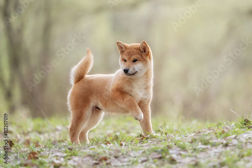 Beautiful Young Red Shiba Inu Puppy Dog