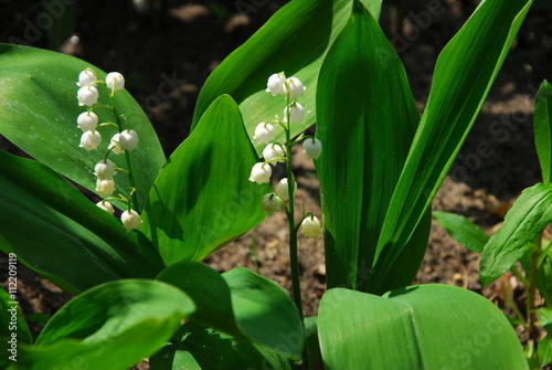 Konwalia majowa, convallaria majalis