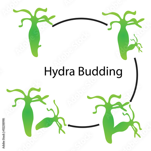 hydra budding