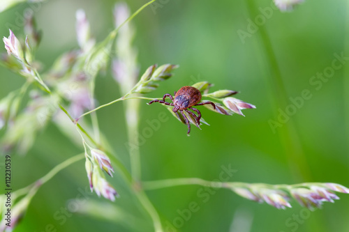 Castor bean tick (Ixodes ricinus)