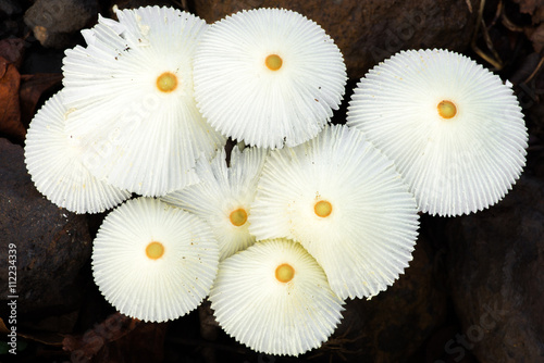 Close-up view of a group of wild white umbrella mushrooms with a yellow spot in the middle