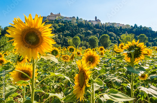 Field of sunflowers - Flowering in Amelia, a town in Umbria, central Italy.