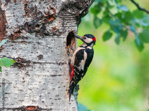 A male great spotted woodpecker (Dendrocopos major) with food in its mouth for the chicks standing at the entrance of its nest on a poplar tree