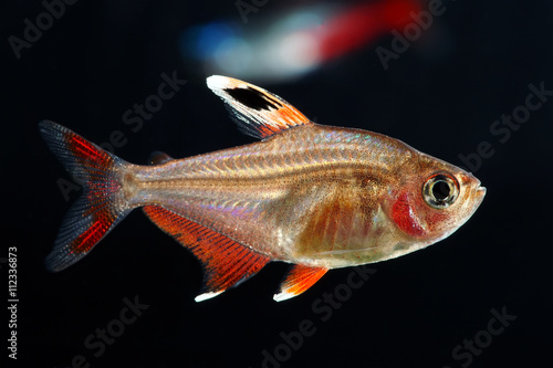 White Fin Ornate tetra