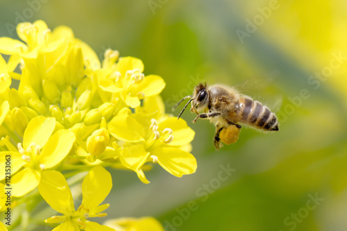 Honey Bee Pollinating