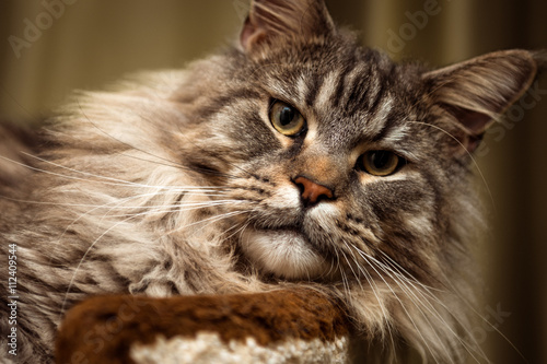 Pet. Cat. Maine Coon