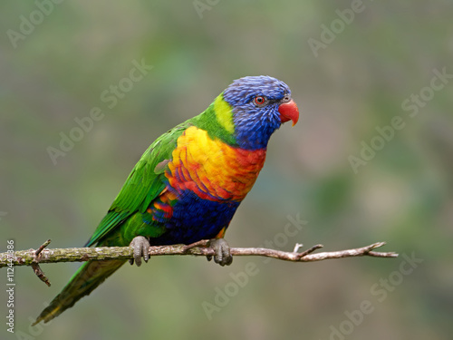 Rainbow lorikeet (Trichoglossus moluccanus)