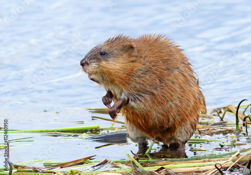 Muskrat in the spring