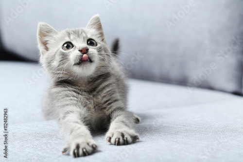 Piękny mały kot na szarej kanapie