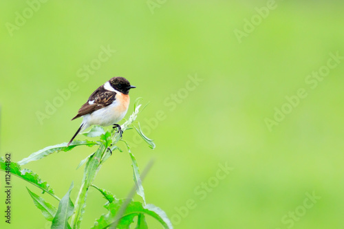 Stonechat (Saxicola torquata)