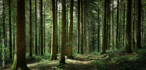 Panorama de sous-bois au printemps avec un chemin