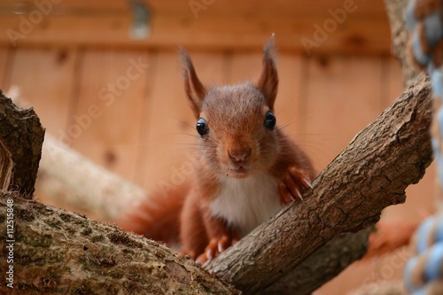 junges, neugieriges Eichhörnchen