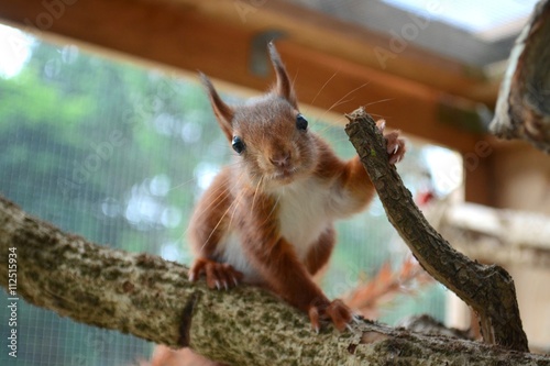 junges, neugieriges Eichhörnchen