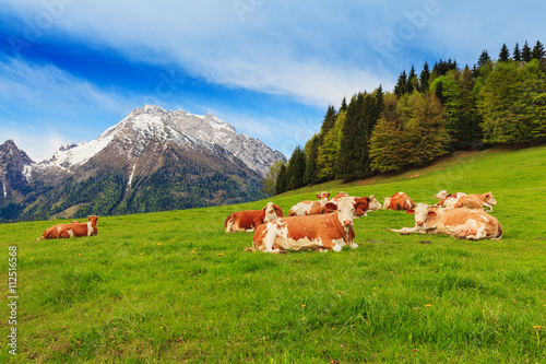 Herd of cows graze in a pasture in the Alps.