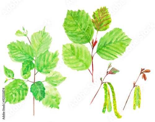 set hazelnut branch with green leaves, spring young leaves and blossoming willow catkins, hazel flowers, on white background, watercolor painting, realistic illustration